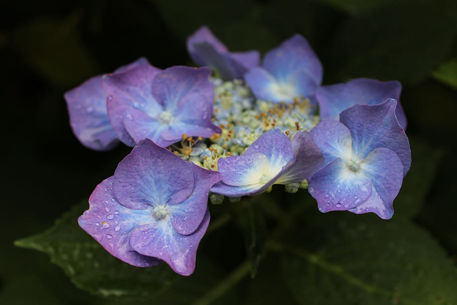 flowers, hydrangea, purple, blue, garden, flower, flowering plant, petal, plant, beauty in nature