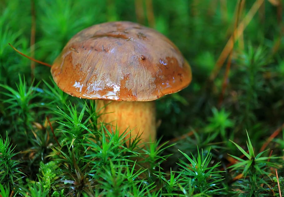 close-up photo, mushroom, chestnut mushroom, forest plant, forest, delicacy, close, plant, nature, edible