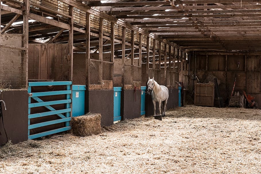 white, horse, barn house, california, stable, animal, barn, equine, indoor, interior