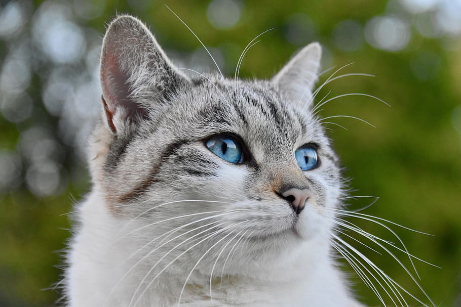 cat, alley cat, european cat, cat blue eyes, animal, pussy cloud, female, mammal, feline, domestic cat