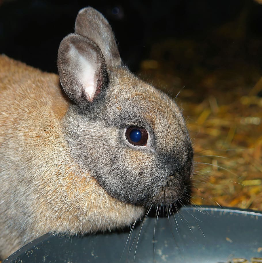 Hare, Rabbit, Portrait, Eat, hasenkopf, curious, anxious, furry, head, face