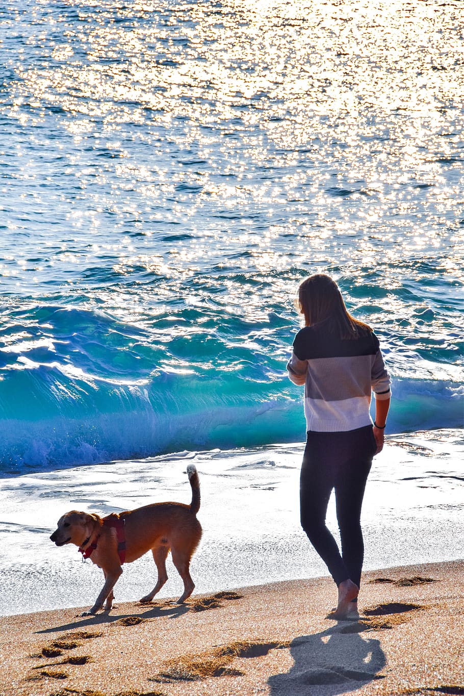 dog, puppy, rescue dog, graphy, dog graphy, animal, adorable, sunlight, sea, beach