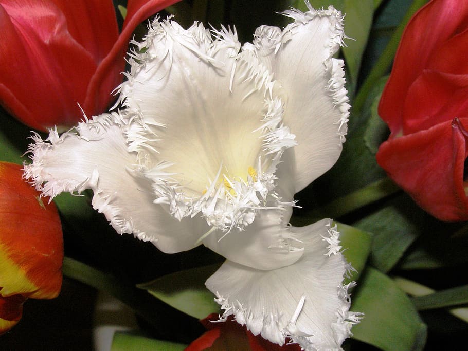 tulip, close, white blossom, nature, fransen, garden, frans tulip, white tumor, frühlingsblüher, flower