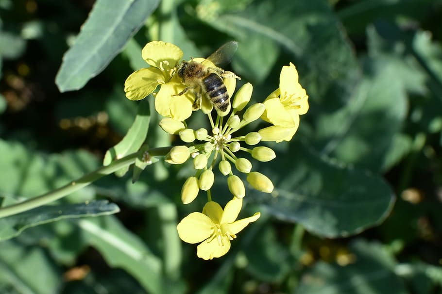 rapeseed, oil, biofuel, work, bee, insect, nature, the bees at work, pollination, flowering