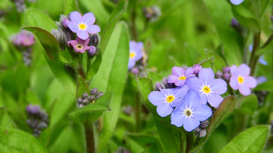 forget-me-not forest, Forget-Me-Not, Forest, Myosotis Sylvatica, vernal, blue flowers, purple flowers, spring aspect, small flowers, common flowers