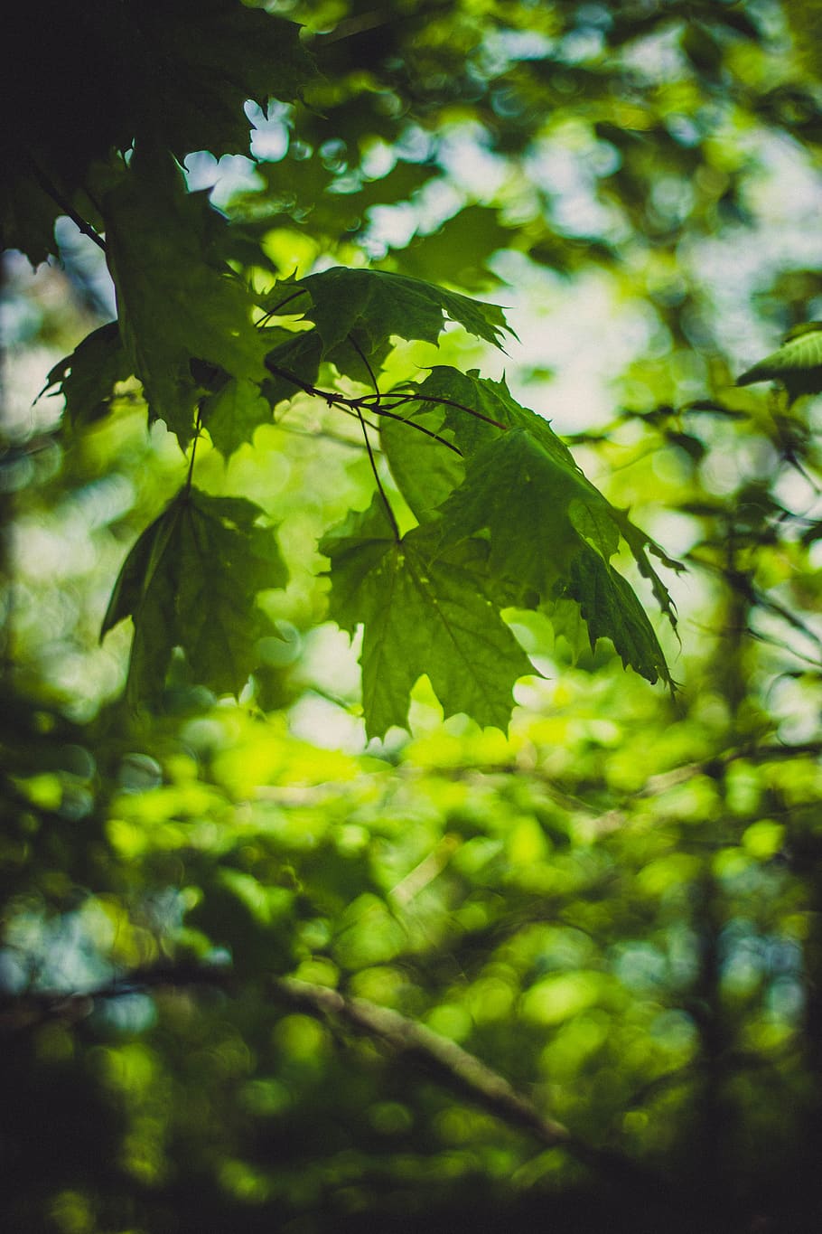 green, leaf, tree, plant, nature, blur, bokeh, plant part, green color, growth