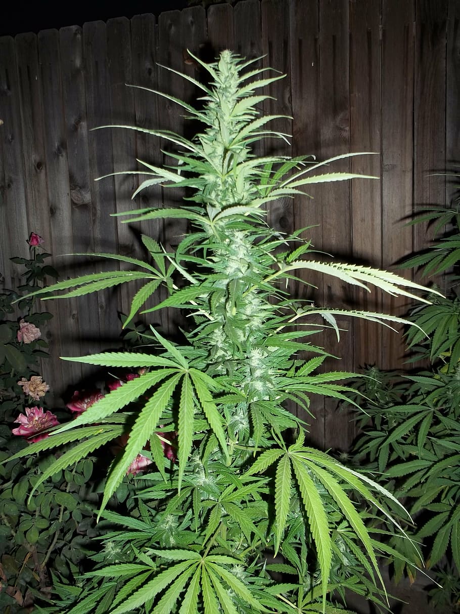 cannabis plant, cannabis, weed, marijuana, ganja grow, plant, leaves, drugs, growth, green color