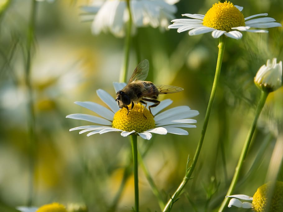 standing fly, schwirrfliege, chamomile, color, flower, blossom, bloom, flowering plant, insect, hoverfly