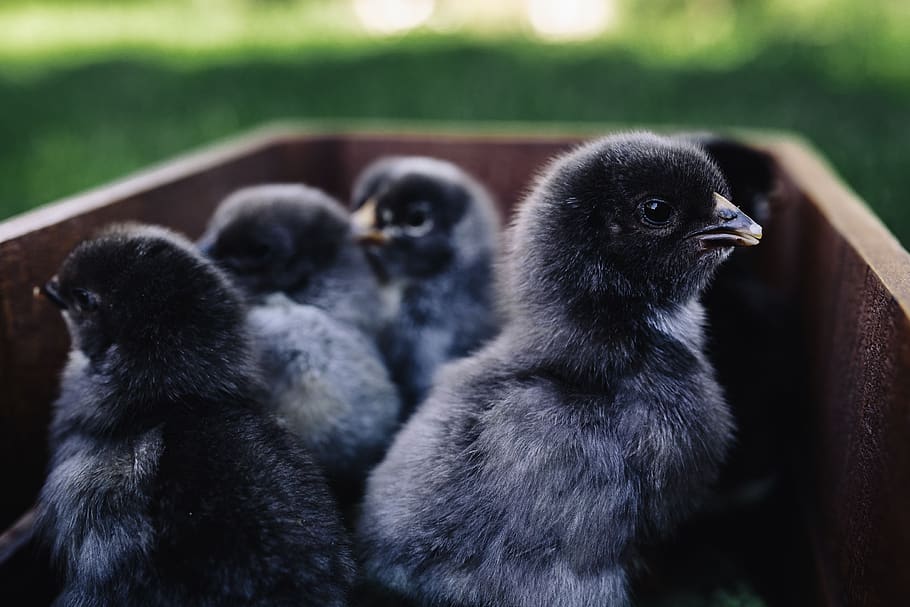 animal, lindo, adorable, pájaro, pollo, bebé, pascua, esponjoso, recién nacido, negro