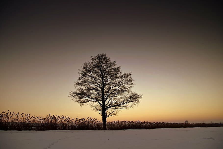 tree during sunset, tree, lonely, winter, twilight, west, snow, plain, plateau, landscape