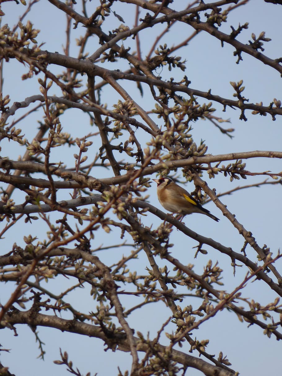 goldfinch, bird, cadernera, branches, carduelis carduelis, tree, plant, growth, branch, low angle view