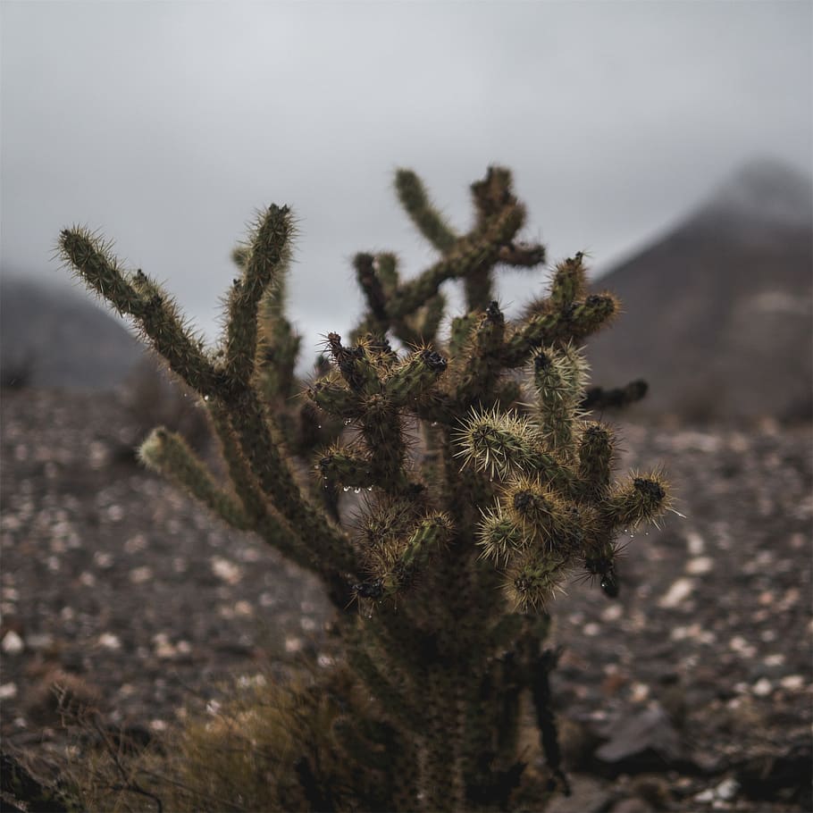 cactus, planta, naturaleza, nadie, desierto, día, tierra, crecimiento, árbol, paisajes - naturaleza