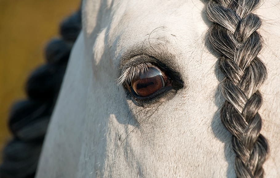 wildlife photography, white, horse, eye, look, close up, plait, one animal, animal themes, close-up