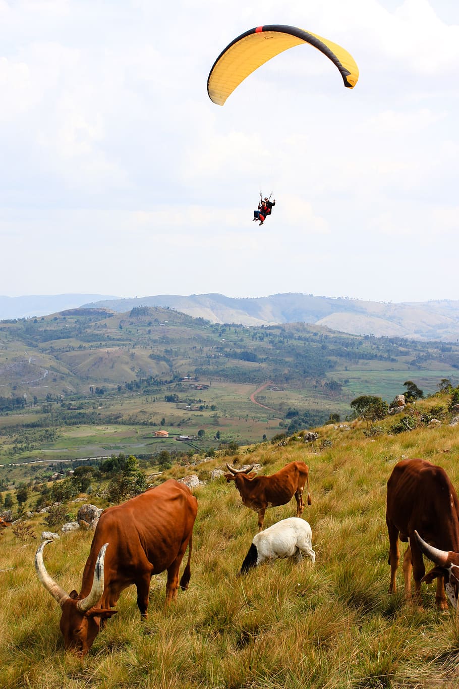 cow, burundi, paragliding, nature, hills, panorama, landscape, africa, wild, fields