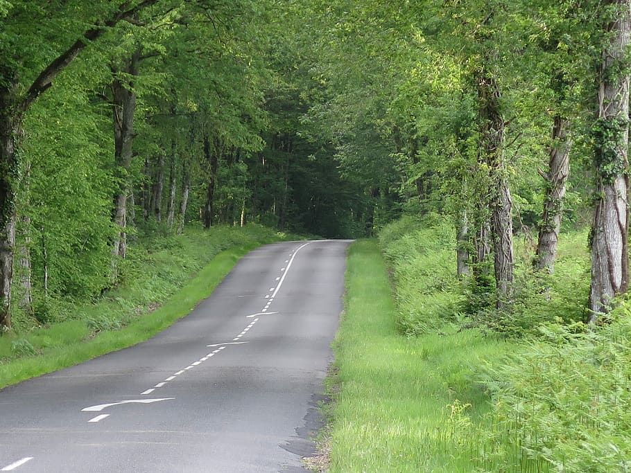 Road, Forest, based, tree, green color, nature, plant, transportation, growth, direction