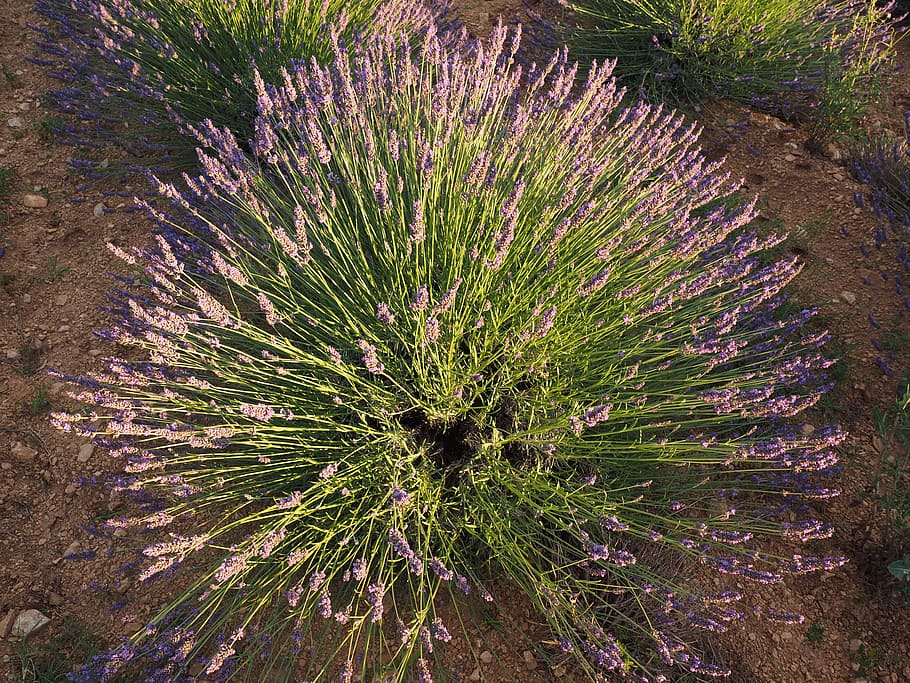lavender shrub, lavender, evening sun, lavender flowers, violet, lavender cultivation, ornamental plant, crop, true lavender, france