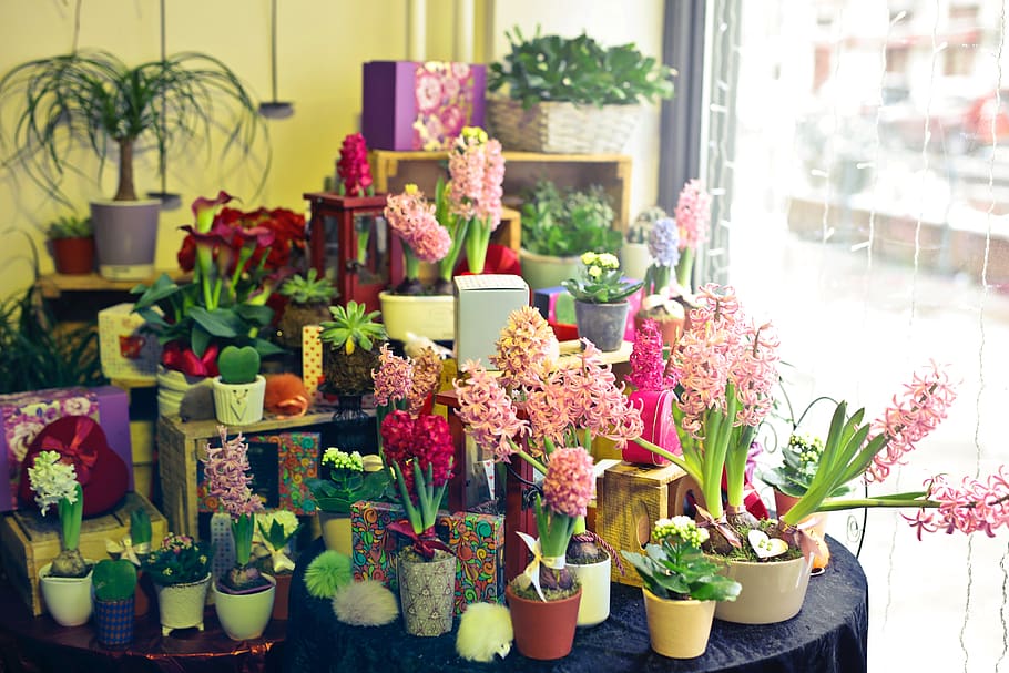 bunga, toko, pajangan, e-niaga, alam, tanaman, hijau, warna-warni, kelopak, merah muda