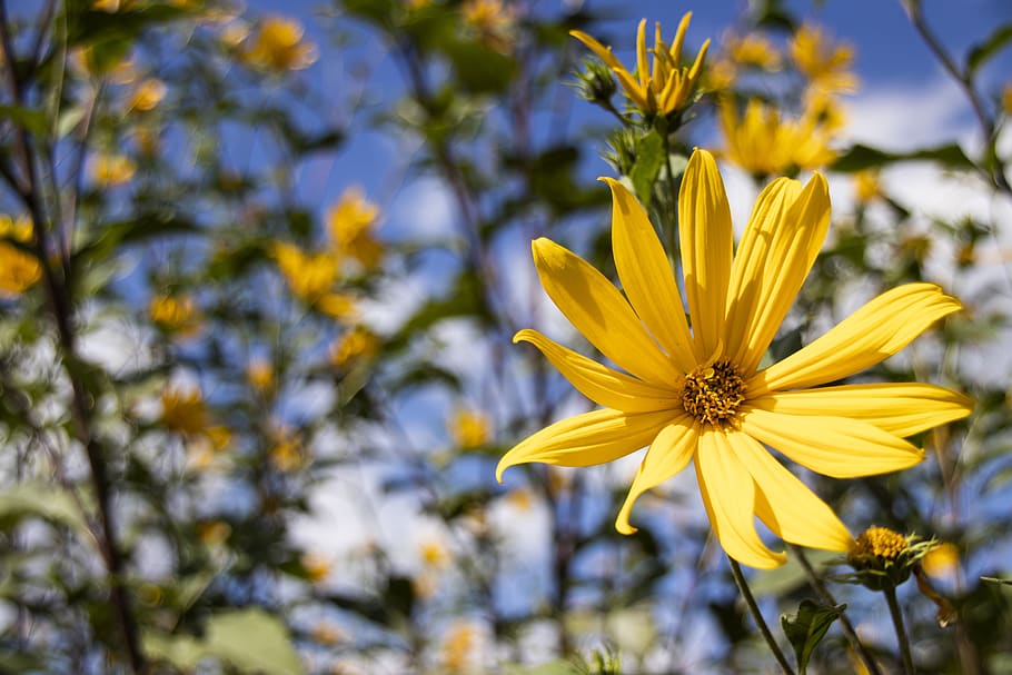 flower, nature, blossom, bloom, summer, yellow, african daisies, flowering plant, fragility, freshness