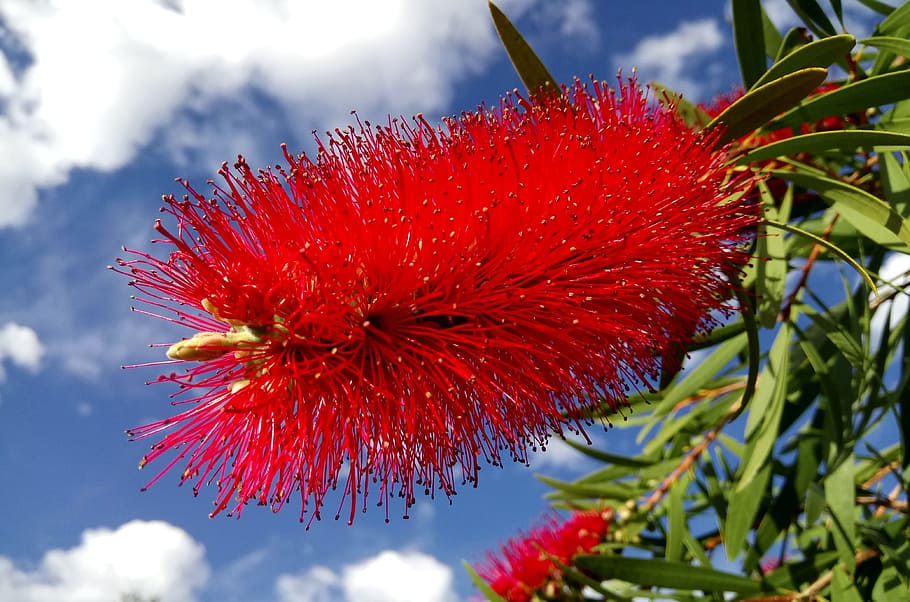 callistemon, bottlebrush flower, red, springtime, flora, nature, australia, flower, plant, flowering plant