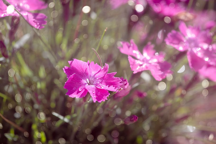 clavo de olor, flor de cojín, rosa, flores de cojín rosa, jardín, jardín de piedra, en el jardín, floración, flores, flores de color rosa