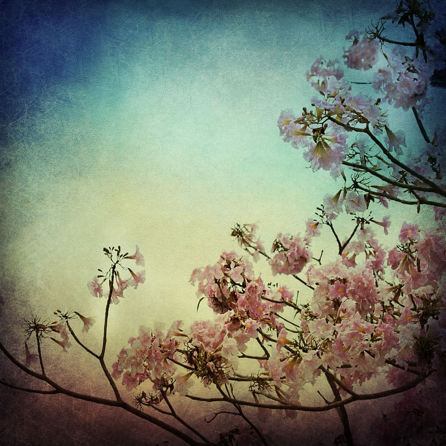 pink, cherry, blossom, tree painting, flower, background, texture, art, tree, floral