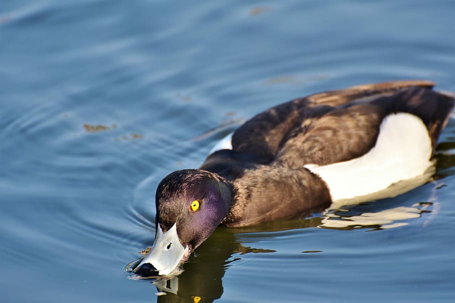brown, black, duck, body, wate r, violet duck, small mountain duck, bird, ducky, water bird
