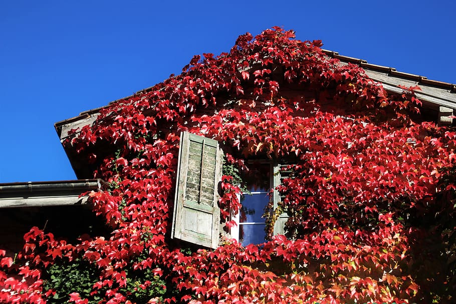 attic, oct, autumn, wine partner, facade, window, leaves, red leaves, window sill, pattern