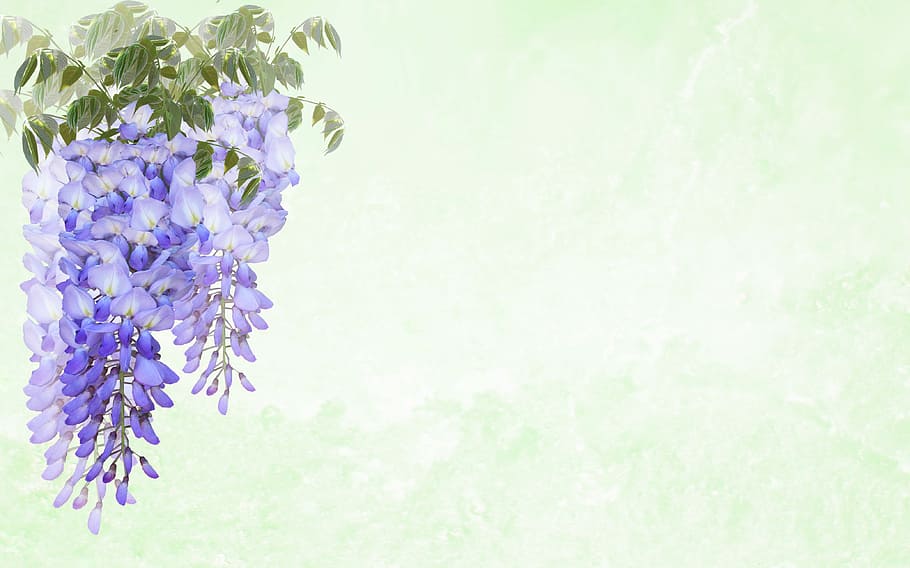 púrpura, flores, verde, hojas, tarjeta de felicitación, glicina, flor, invitación, planta floreciente, vulnerabilidad