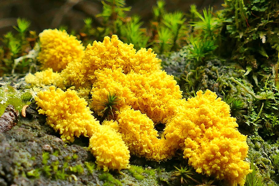 slime mold, yellow lohblüte, witch's butter, mushroom, forest, nature, macro, flower, flowering plant, plant