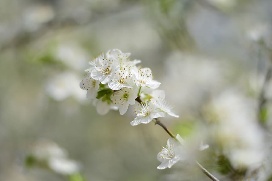 nature, flower, plant, season, tree, temperate climate, cherry, branch, outdoors, sheet