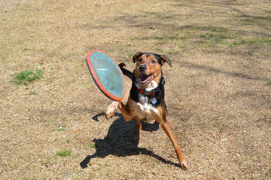 anjing, frisbee, ambil, lompat, hewan, hewan peliharaan, kesenangan, bermain, berkembang biak, anjing kampung
