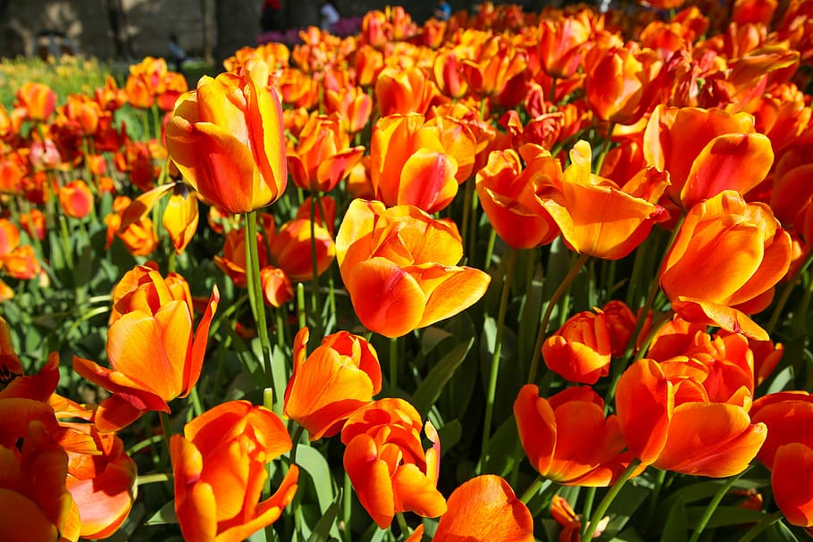 flor tulipa linda, linda, tulipa, flor, fundo de folha verde, jardim no verão ensolarado ou dia de primavera, campo, agricultura, istambul, atenção