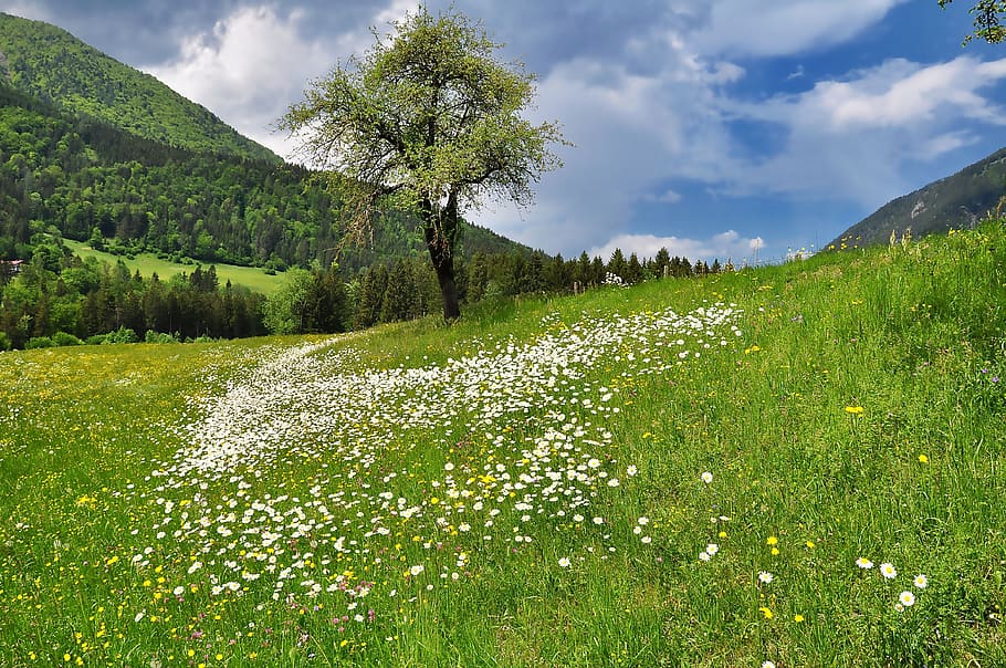 nature, landscape, meadow, flower meadow, flowering meadow, spring, plant, beauty in nature, tree, cloud - sky