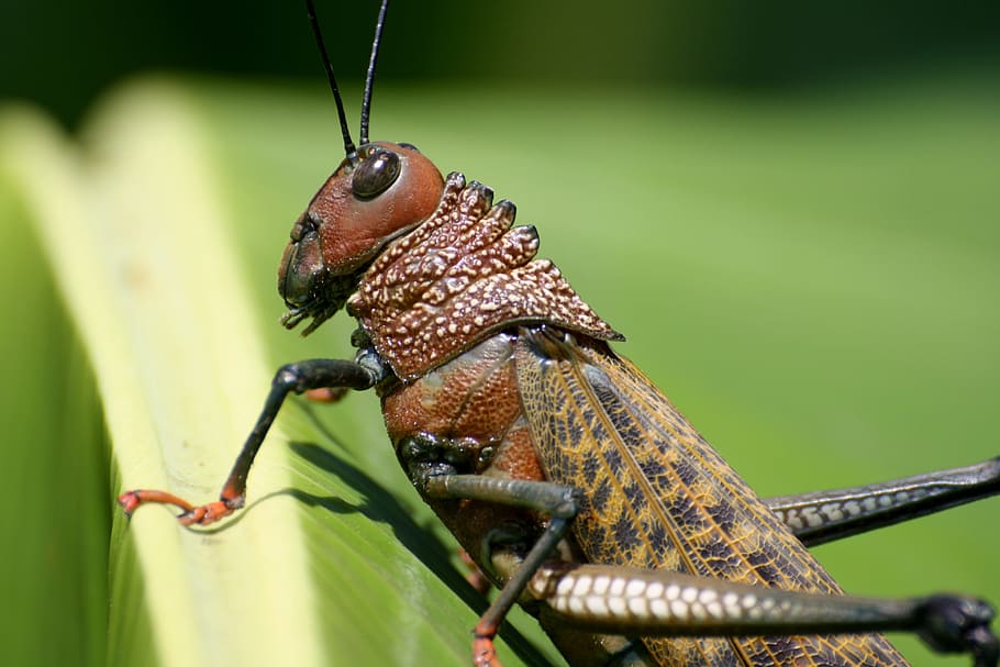 brown, locust, closeup, photography, grasshopper, insect, costa rica, animal themes, animal, animal wildlife
