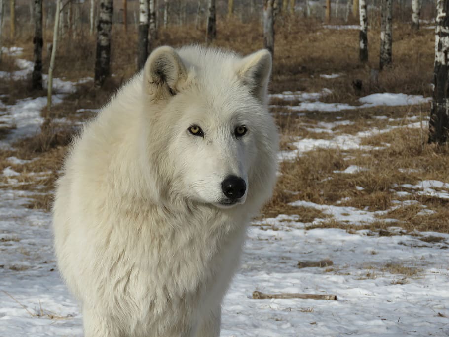 albino wolf, snow field, arctic wolfdog, wolfdog, wolf, dog, sanctuary, rehabilitation, fur, rescue