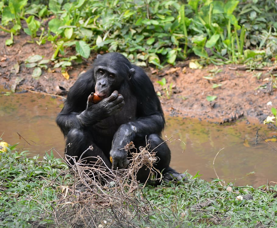 bonobo, lola ya bonobo, republik demokratik congo, kinshasa, afrika, kera, alam, pan paniscus, primata, margasatwa