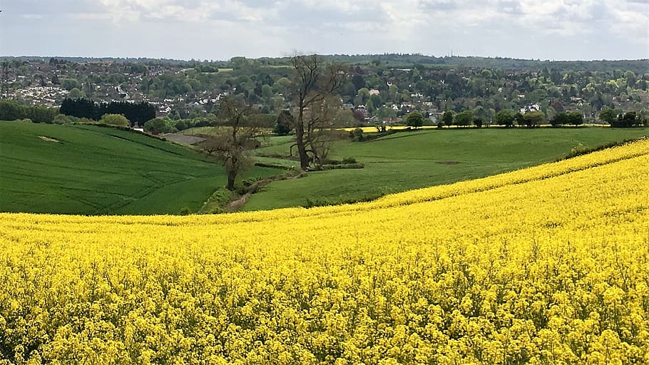 kuning, rapeseed, pedesaan, oxfordshire, pertanian, tanaman, pemandangan, lingkungan Hidup, pemandangan pedesaan, bidang