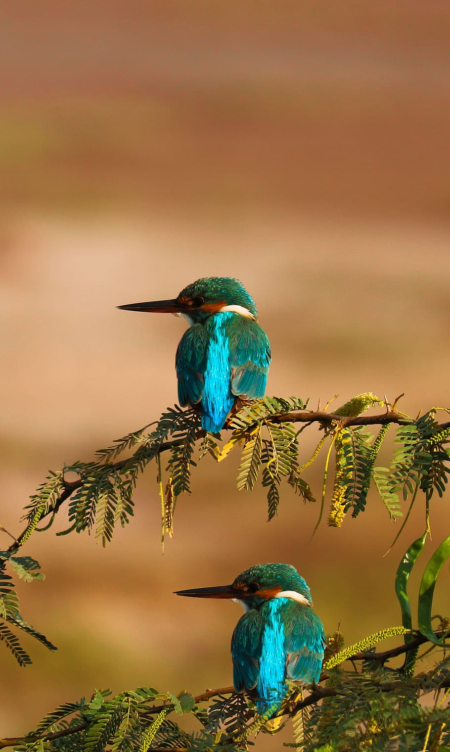 kingfisher, bird, nature, wildlife, colorful, color, wild, fly, outdoor, animal