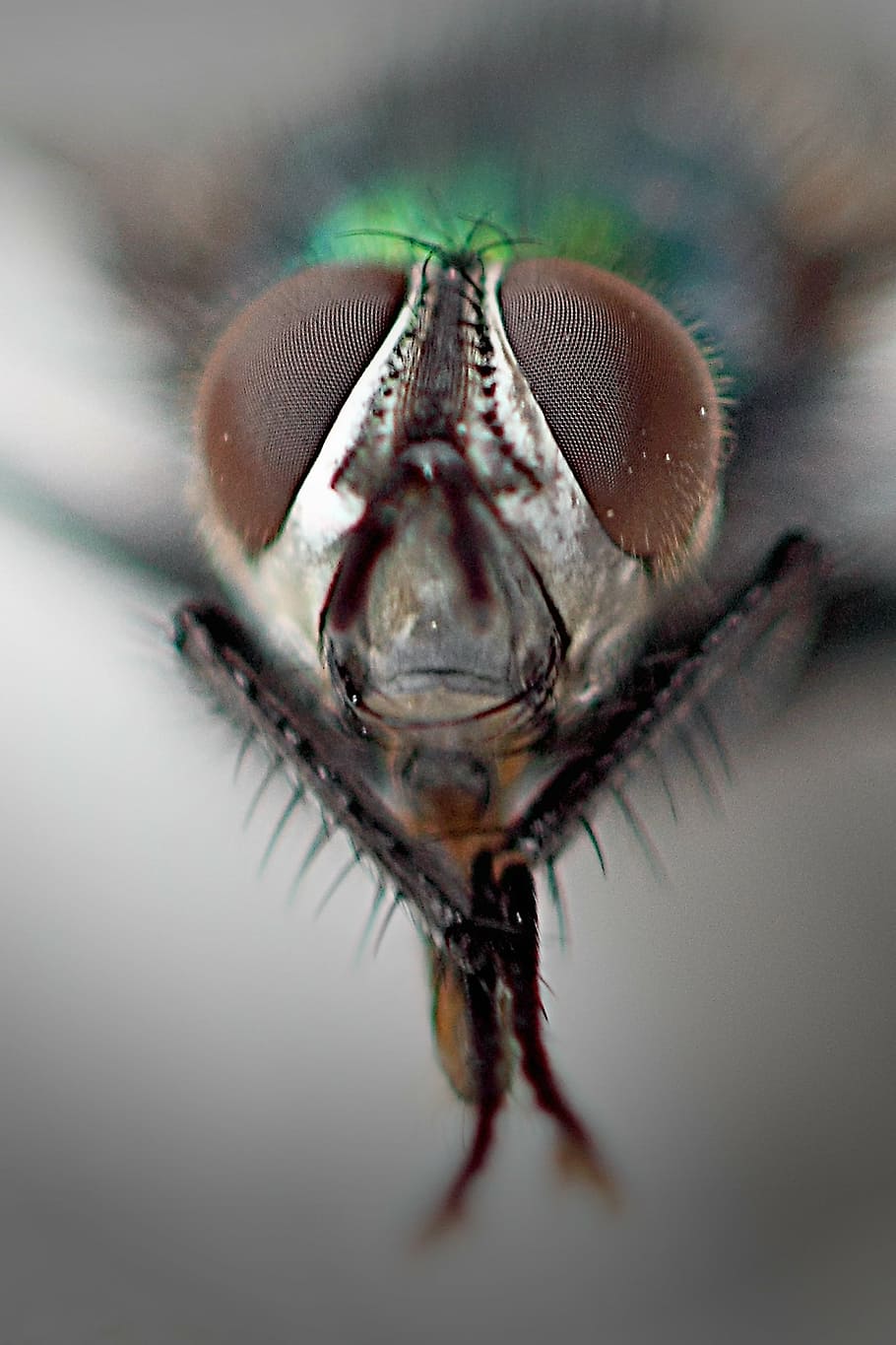 lalat rumah umum, mata majemuk, makro, tutup, terbang, alam, serangga, lalat rumah, serangga makro, invertebrata