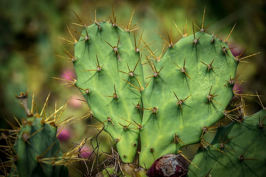 nature, plant, cactus, prickly pear, green, close, heart, love, heart pain, pair