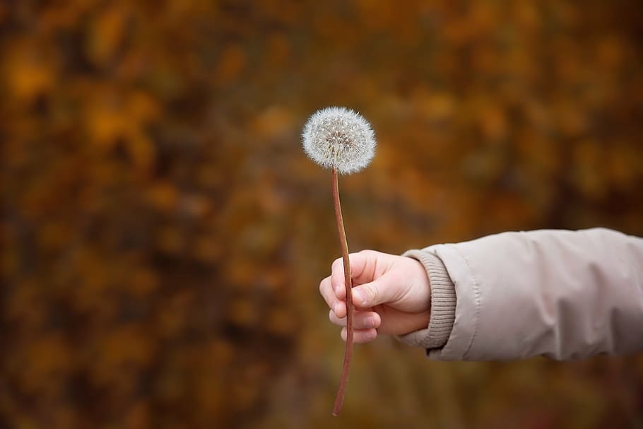 focus photography, kid, holding, white, dandelion flower, person, human, hand, arm, dandelion
