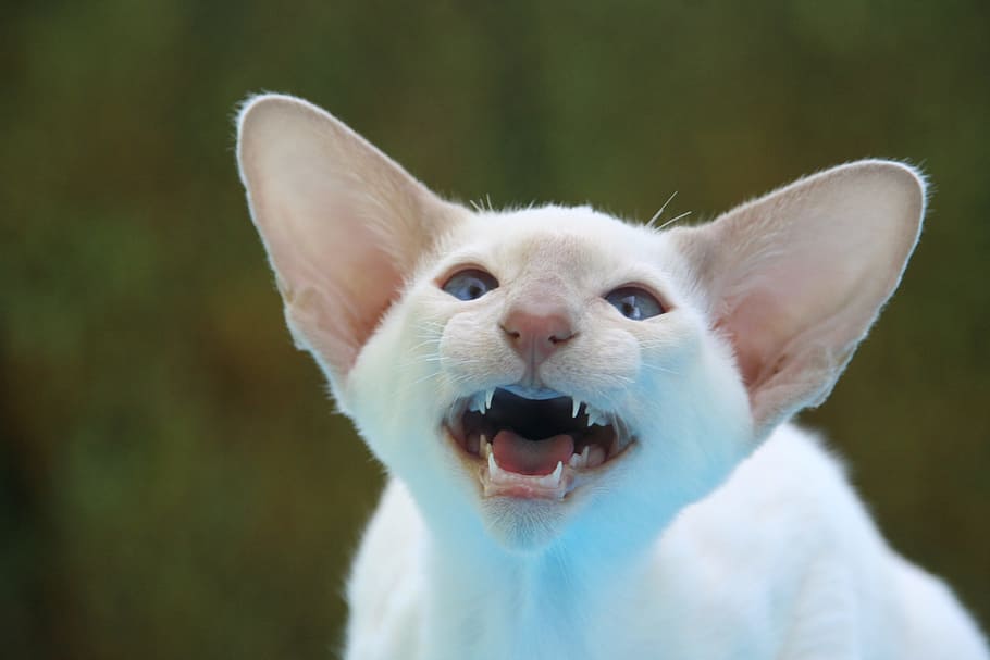 fotografía, blanco, gato, gato siamés, silbido, orejas grandes, orejas, ágil, piel, encantador