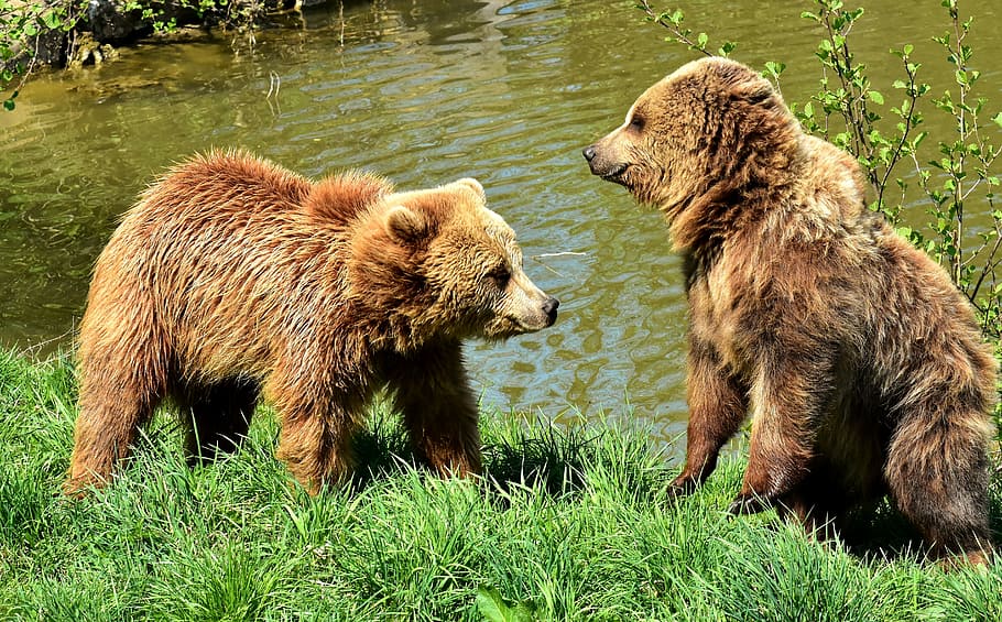 two, brown, bears, standing, green, grass, body, water, european brown bear, play