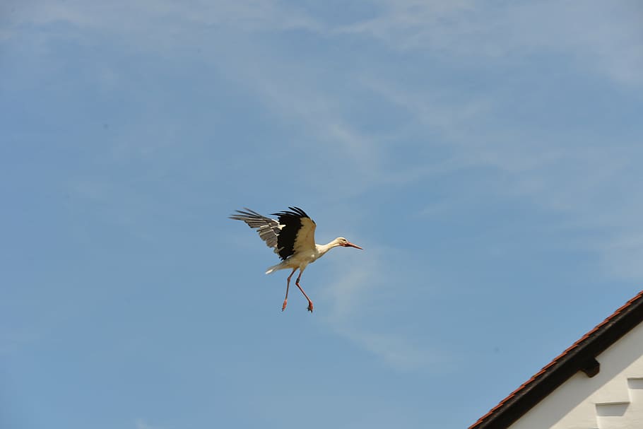 stork, rattle stork, nature, fly, sky, stork village, blue, summer, nest, landing