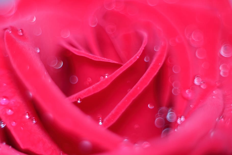 love scam, love, attachment, rose, abstract, rosa, water, full frame, close-up, freshness