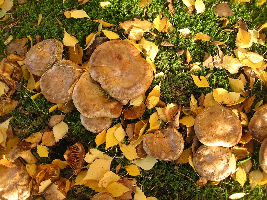 bare kremplinge, many mushrooms, together, paxillus involutus, mushroom genus, mushroom family, firs, mushroom, autumn, forest