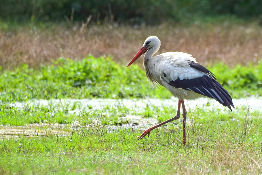 stork, nature, animal, bird, alsace, animal themes, animal wildlife, animals in the wild, vertebrate, one animal