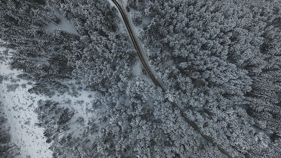 fotografía de alto ángulo, bosque, nieve, invierno, blanco, frío, clima, hielo, árboles, plantas