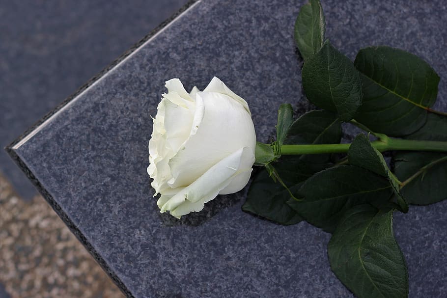white rose, purity symbol, grey marble, gravestone, outdoor, flower, freshness, flowering plant, plant, beauty in nature