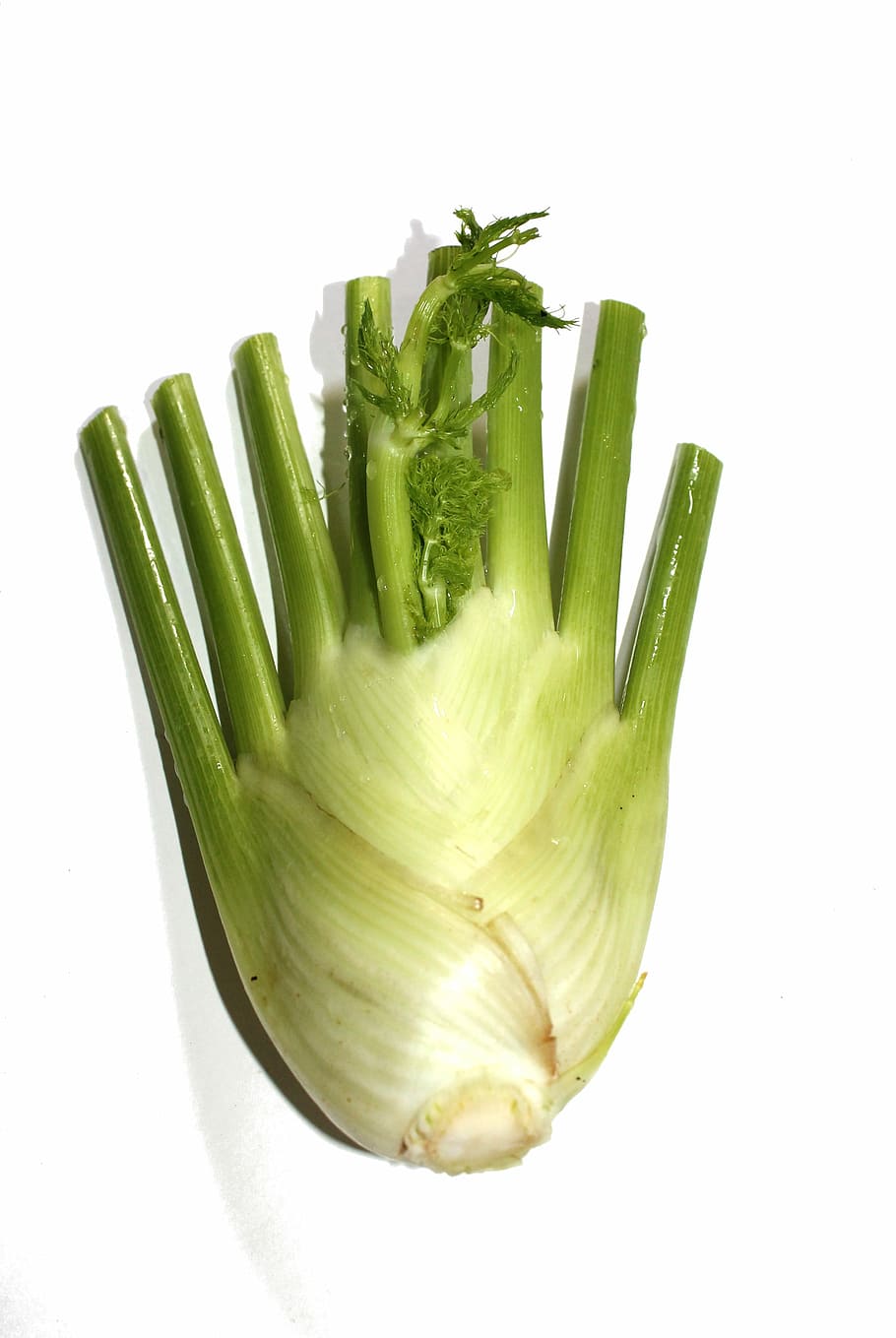 Fennel, Vegetable, Herbs, Healthy, Plant, food, raw, green color, white background, freshness